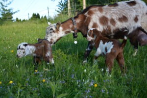Entspanntes Ziegentrekking als Naturerlebnis für Familien