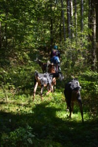 Ziegen beim Wandern über einen sonnigen Waldweg im Südburgenland