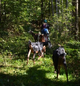 Unsere Ziegen erkunden neugierig den Waldweg bei unseren Ziegenwanderungen