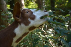 Ziegenwanderung im Grünen – Entspannung und Naturerlebnis