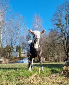 Ziegenwanderung– Naturerlebnis für Familien