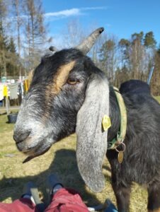 Nahaufnahme einer Steirerschecken-Ziege im Grünen bei einer unserer Ziegenwanderungen im Südburgenland