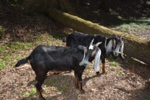 Ziegenwanderung im Südburgenland Wanderung mit Ziegen Freizeitaktivität in der Natur