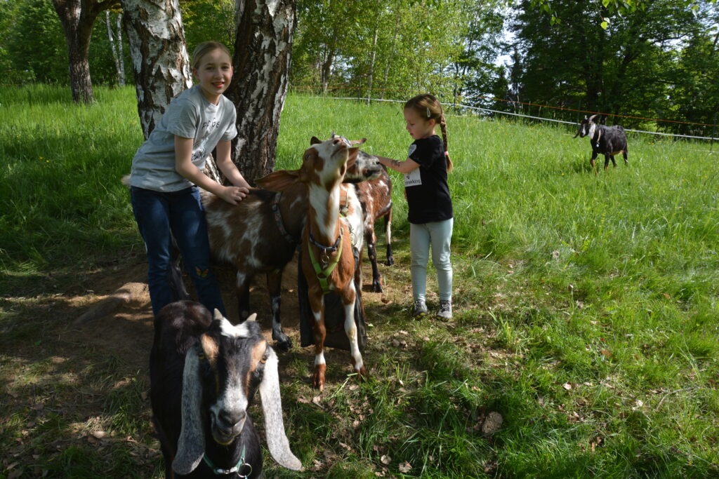 Ziegen wandern Südliches Burgenland Trekking