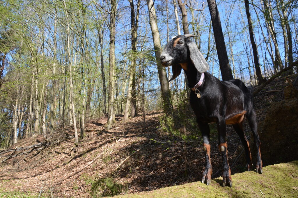 Ziege bei Ziegenwanderung im Südburgenland im Wald