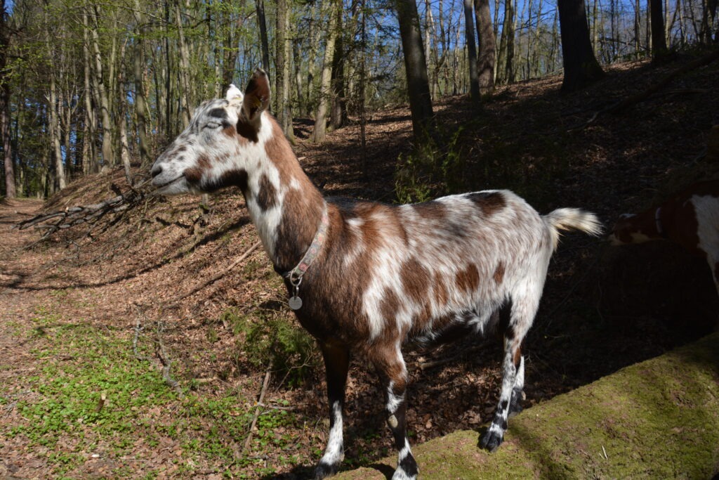 Wanderungen mit ziegen im Wald im Südburgenland
