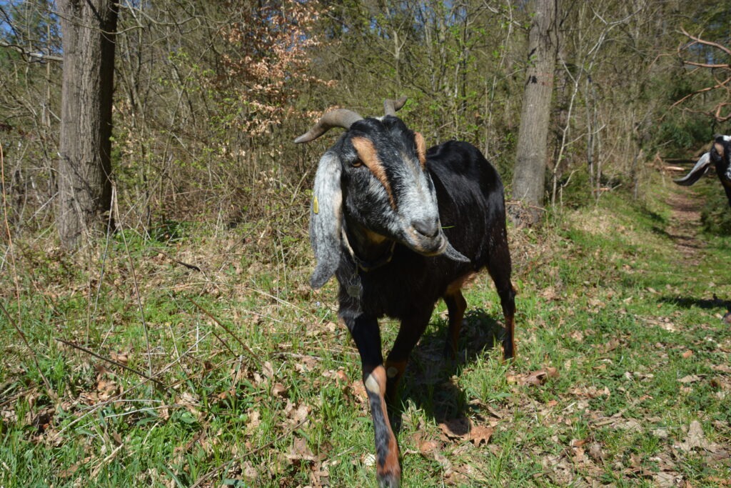 Ziegenwanderung mit Kindern und Erwachsenen in der Natur
