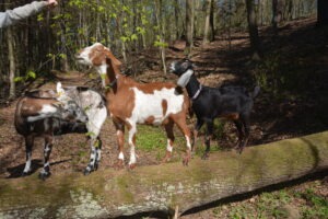 Ziegen wandern mit Pfiati Goat Ziegentrekking