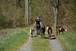 Ziegentrekking Tour im Süd Burgenland mit Pfiati Goat
