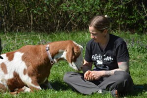 Ziegentrekking Tour im Süd Burgenland mit Pfiati Goat